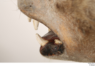 Striped Hyena Hyaena hyaena mouth teeth 0008.jpg